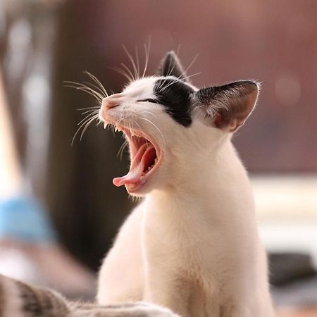 猫と断食の宿 Cat Inn Neko Kuniszaki Kültér fotó