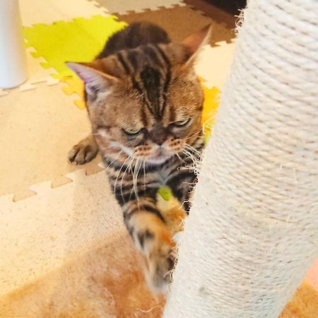 猫と断食の宿 Cat Inn Neko Kuniszaki Kültér fotó