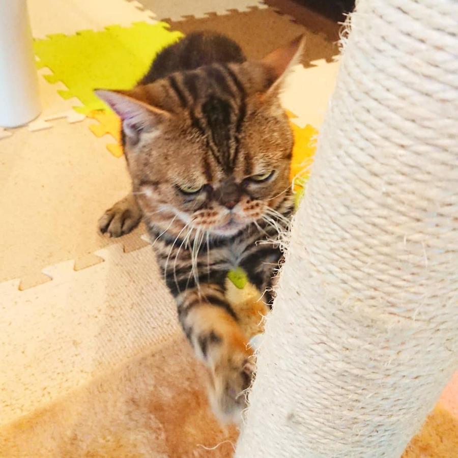 猫と断食の宿 Cat Inn Neko Kuniszaki Kültér fotó