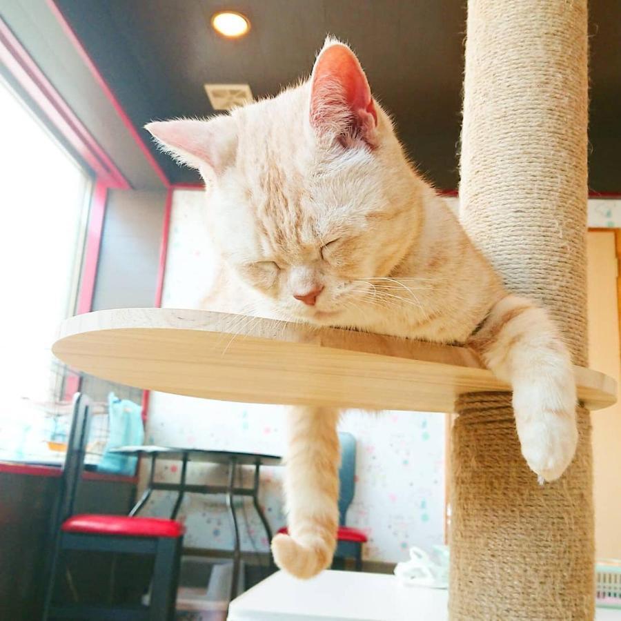猫と断食の宿 Cat Inn Neko Kuniszaki Kültér fotó