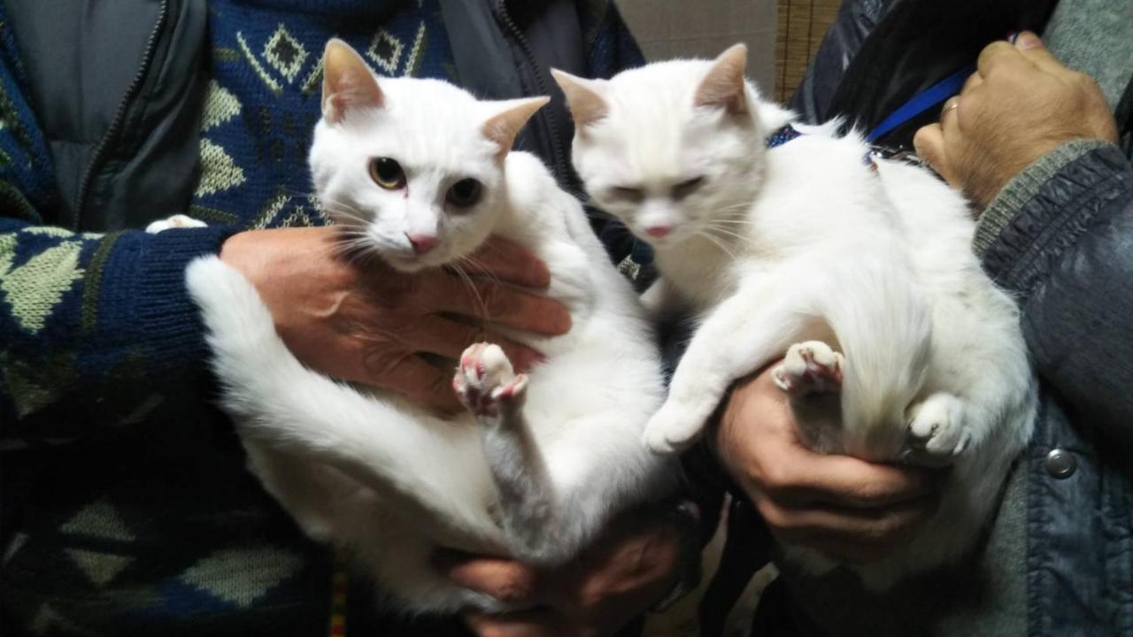 猫と断食の宿 Cat Inn Neko Kuniszaki Kültér fotó